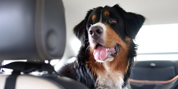 Pet travel compliance simplified with digital filing software