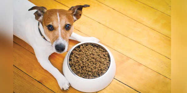 Nutrition and GI disease: Assessing ingredients in complete and balanced diets