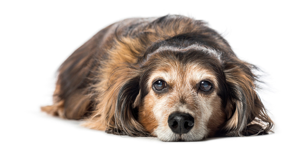 Updated euthanasia guidelines help ensure more humane passing