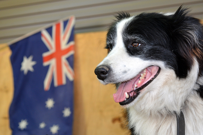 Policy flexibility central to Trupanion Australia growth – Veterinary