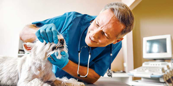 Why your clients are declining dentistry