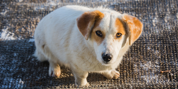 Pet obesity an epidemic, report says