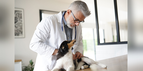 Diagnostics growth drives Zoetis’ latest acquisition