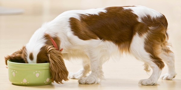 Nutritional, dental startups partake in Purina program