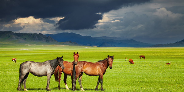 Veterinary medicine critical to disaster preparedness, relief