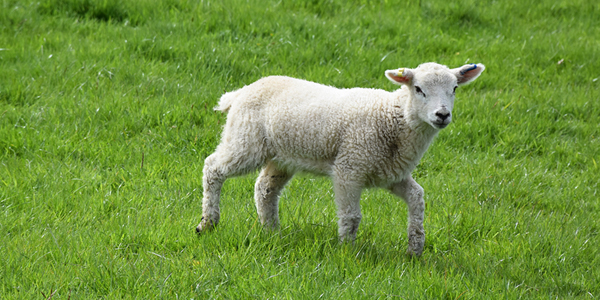 Merck snags Elanco’s coccidiosis treatment for $55 million