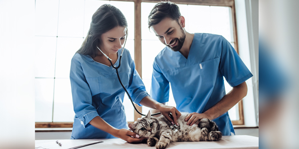 Winn, AAFP seek emerging leaders in feline medicine