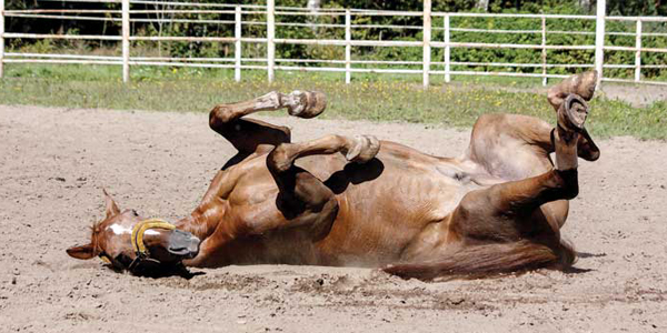 Can detomidine cause post-procedure colic?