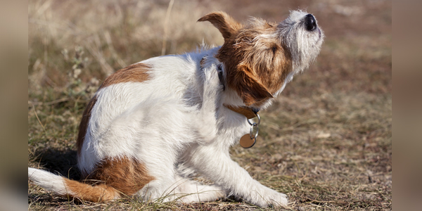 Canine atopic dermatitis meds revenue set to surpass $2.4B by 2029