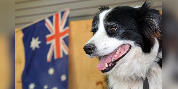 Policy flexibility central to Trupanion Australia growth