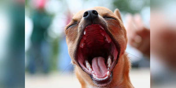 Proper dental hygiene integral to animal health