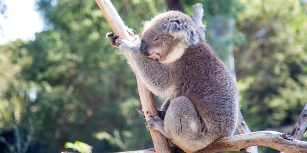 Australia’s burned wildlife helped via intercontinental teamwork