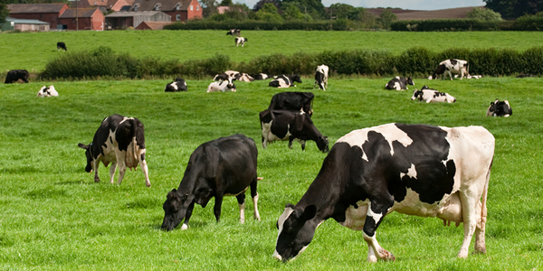 Rural veterinary crisis central to new DVM program