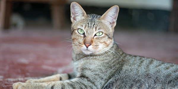 Smoke inhalation, burns may lead to heart problems in cats