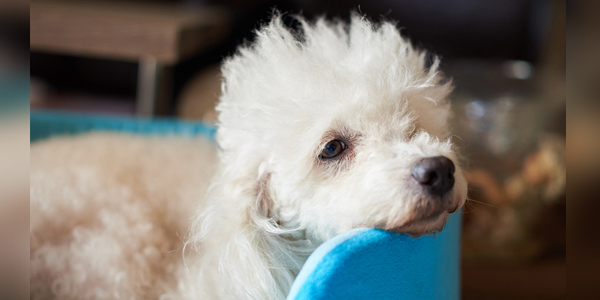 Clinical trial aims to treat canine pancreatitis