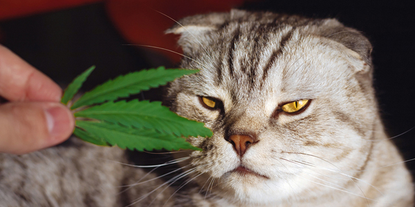 Pet-loving CBD fans suggest a green future for hemp