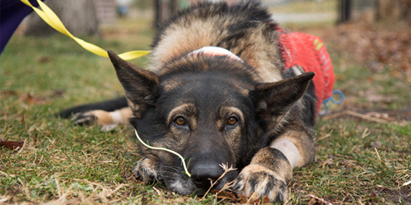 Lor of <i>Live PD</i> fame gets life-saving treatment at MU