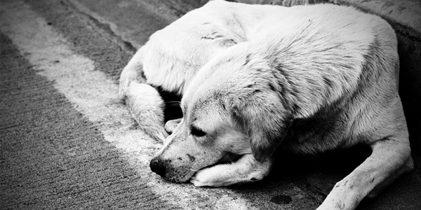 Groups offer helping hand to 2.7 million pets, people in need