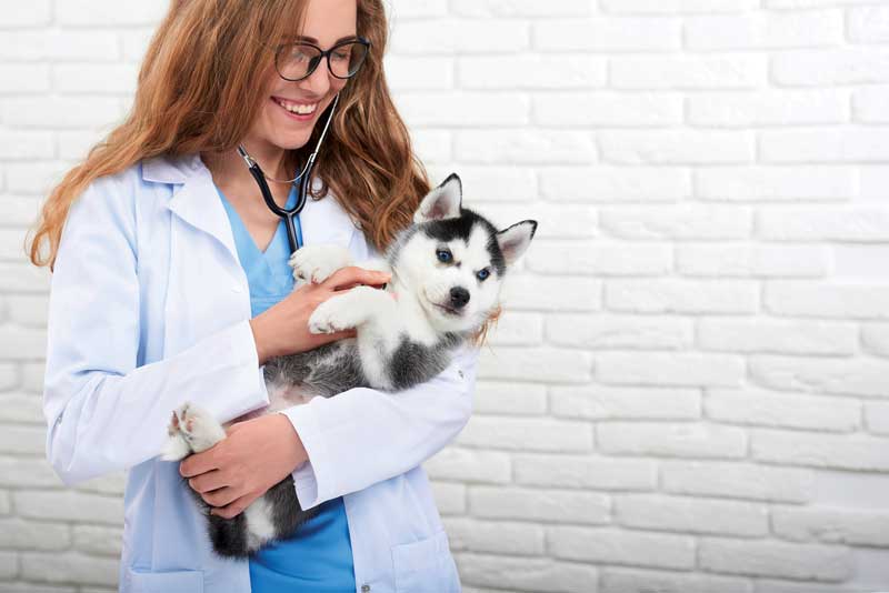 A veterinarian may have a high intelligence quotient (IQ) and perform extremely well on tests, but have a lousy ‘bedside manner.’ Can you envision this person on your team? Is it you?