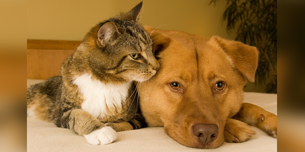Pets unlikely to pass COVID-19 to humans, other animals
