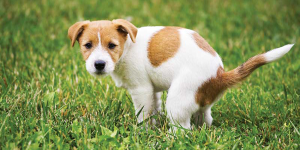 The Efficacy Of Metronidazole