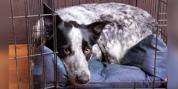 COVID-19 pandemic: What to do with pets during self-isolation