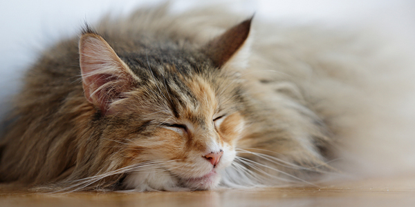 Feline-friendly tactics help boost the bottom line