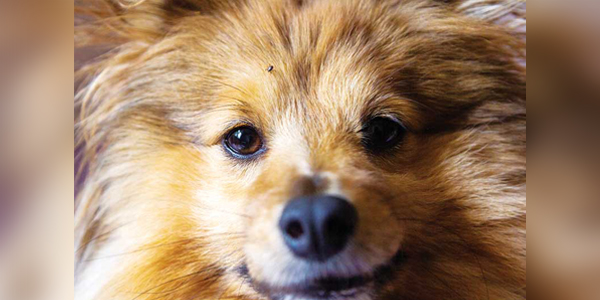 It's a tick's world—pets are just living in it