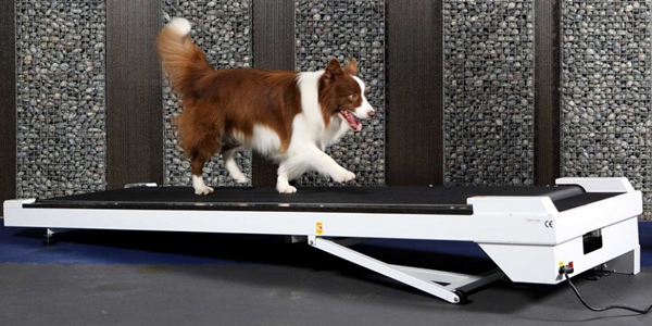 Keep dogs moving amid COVID-19 pandemic
