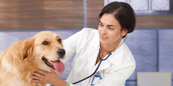 markham veterinary clinic