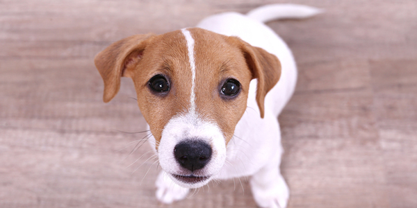 $2.1 million in grants fund canine cancer research
