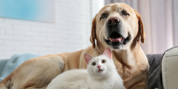 COVID-19 not transferred via pets, reference laboratory says