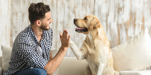 Thousands of specimens show no evidence of COVID-19 in pets