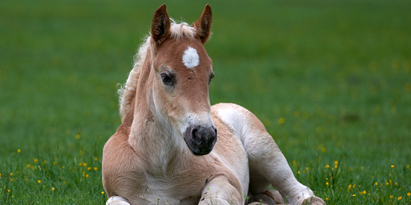 Alternative treatment for deadly foal pneumonia revealed