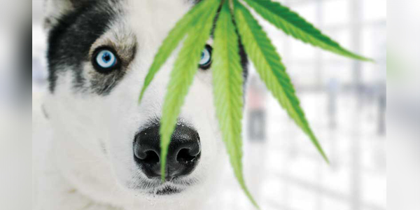 Cannabis and its role in the endocannabinoid biome