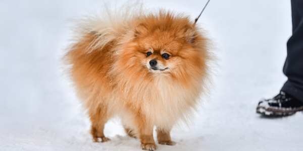 Dog in Hong Kong tests “weak positive” for COVID-19