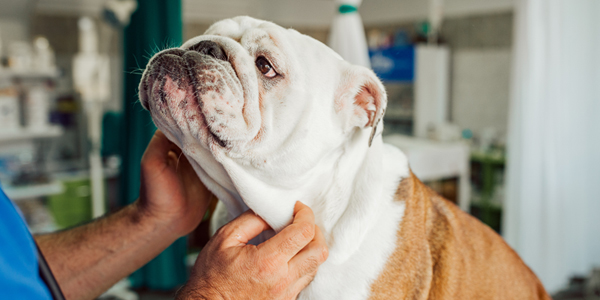Why a one-size-fits-all approach doesn’t work for pet insurance