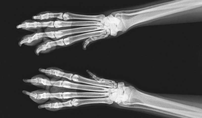 Photos courtesy Patterson Veterinary Using digital radiographs is a good way to show clients why you’ve come to a certain diagnosis.