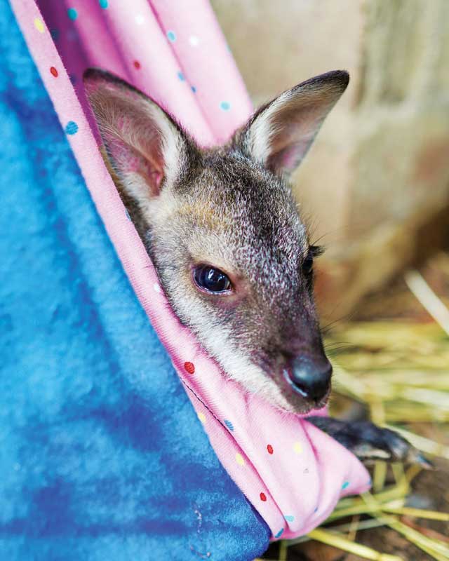 Taking care of Australia’s exotic species turned out to be quite similar to treating any other animal.