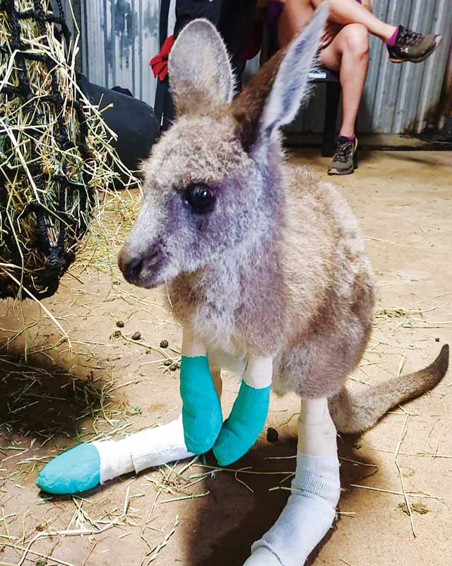 Most of Dr. Bainbridge’s volunteer work in Shoalhaven, New South Wales, involved treating burn wounds.