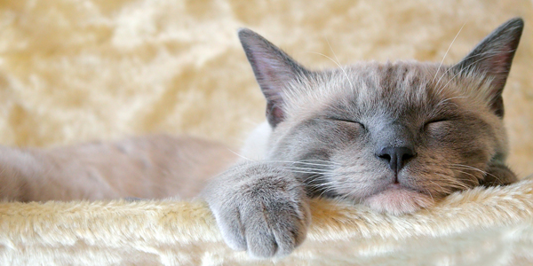 Feline respiratory health “static” amid pandemic