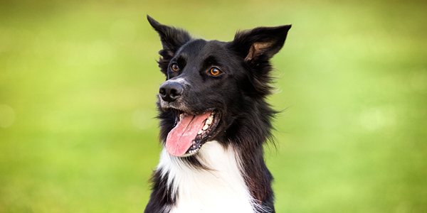 Genetic enzymes may point to canine cancer prevention