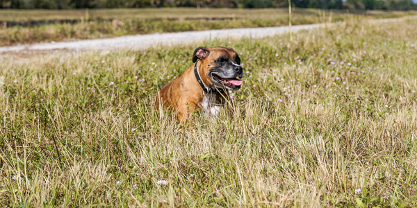 Southeast U.S. “hotbed” for heartworms, warns AHS