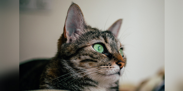 Feline retrovirus diagnosis, management central to new toolkit