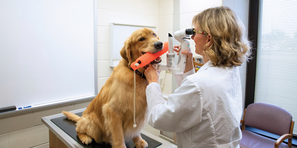 Genetic cause of canine eye disease might be in sight