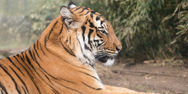 Bronx Zoo tiger tests positive for COVID-19