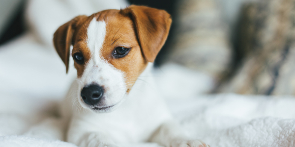 Animal respiratory, GI insurance claims remain consistent in face of COVID-19