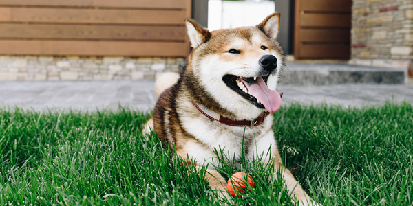 New guidelines help ensure heartworm safety, prevention amid COVID-19