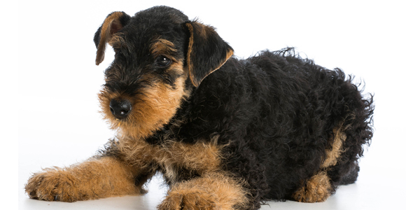Research offers clues on deadly human, canine lung disease
