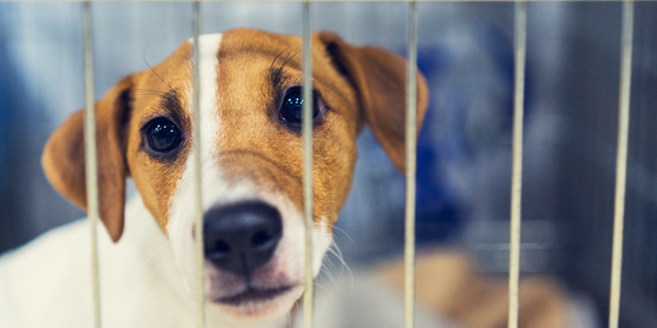 Reduce pet-to-pet contact, shelters warned
